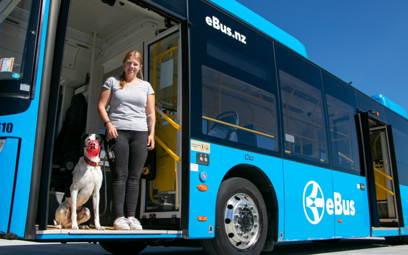 Cat and dog on eBus March 2024 8 Large
